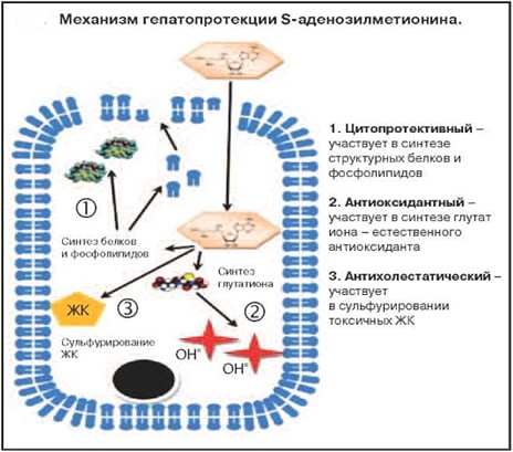 Механізми гепатопротекції адеметіоніну